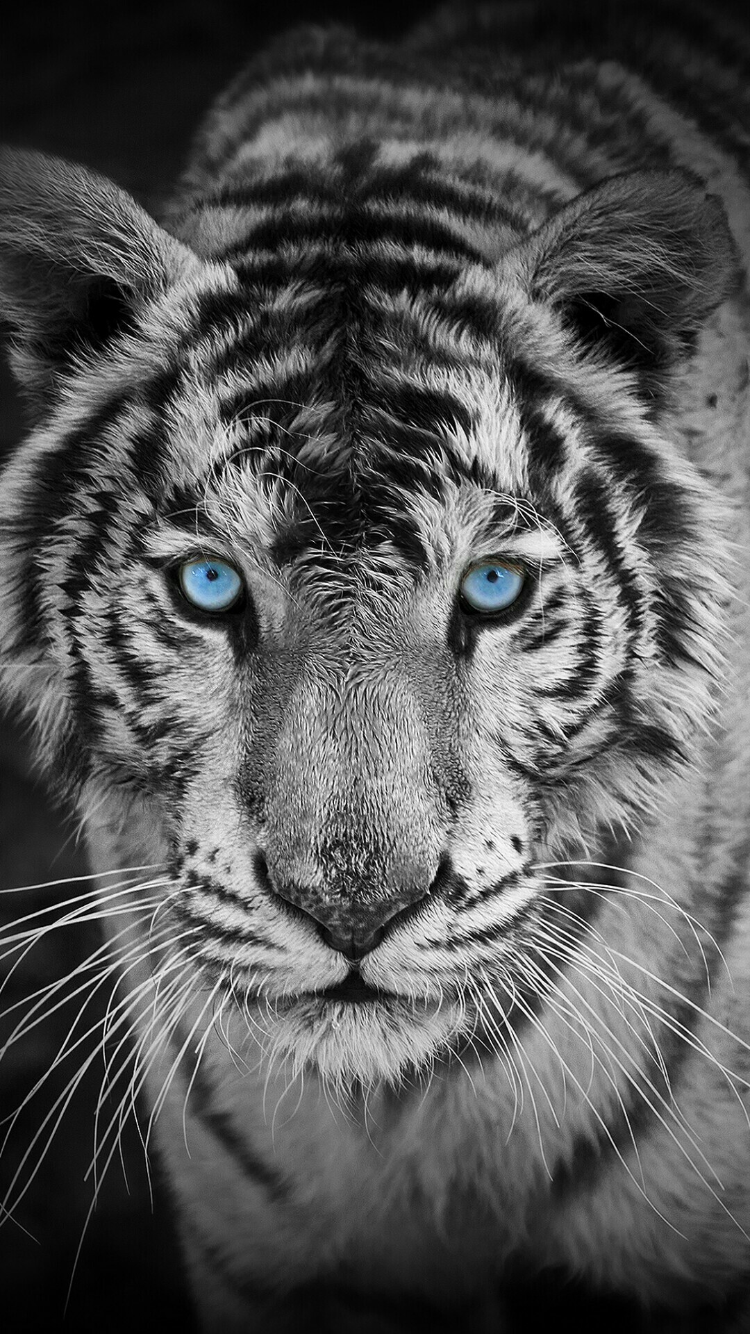 Tiger Wallpaper Hd Download For Mobile Newbets